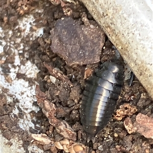 Microchaetes sp. (genus) at Canyonleigh, NSW - 3 Oct 2025 by blacksheep