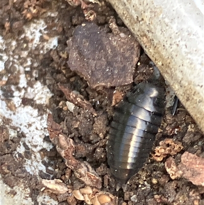 Isopoda (order) at Canyonleigh, NSW - 3 Oct 2025 by blacksheep
