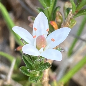 Unverified Other Wildflower or Herb at Canyonleigh, NSW - 3 Oct 2025 by blacksheep