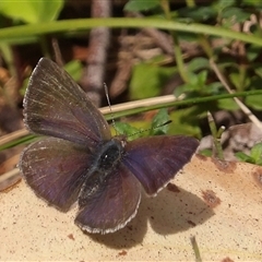 Erina sp. (genus) (A dusky blue butterfly) at Monga, NSW - 4 Oct 2025 by MatthewFrawley