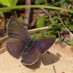 Erina hyacinthina at Monga, NSW - Yesterday by MatthewFrawley