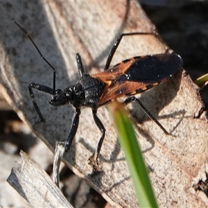 Catasphactes sp. (genus) at Hall, ACT - Yesterday by Anna123
