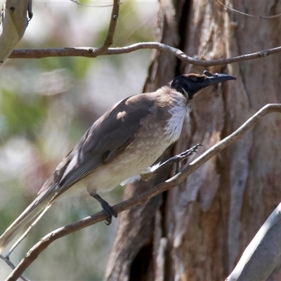 Philemon corniculatus (Noisy Friarbird) at Pialligo, ACT - 4 Oct 2025 by jb2602