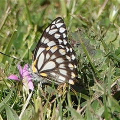 Belenois java (Caper White) at Hall, ACT - 4 Oct 2025 by Anna123