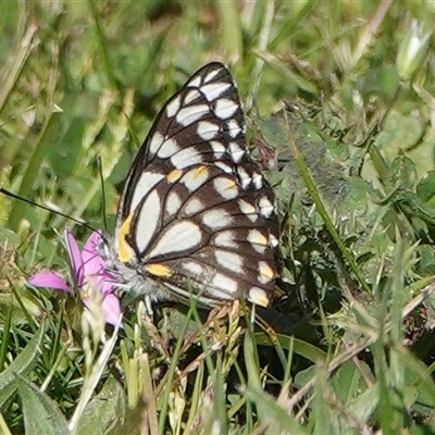 Belenois java (Caper White) at Hall, ACT - 4 Oct 2025 by Anna123