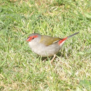 Neochmia temporalis at Braidwood, NSW - Today by MatthewFrawley