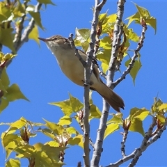 Acrocephalus australis at Yarralumla, ACT - 4 Oct 2025 by MichaelWenke