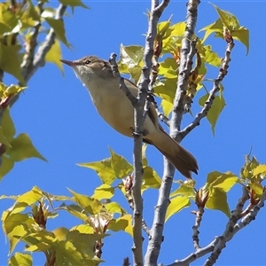 Acrocephalus australis at Yarralumla, ACT - Yesterday by MichaelWenke