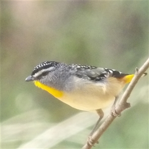 Pardalotus punctatus at Monga, NSW - Yesterday by MatthewFrawley