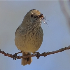 Acanthiza pusilla (Brown Thornbill) at Yarralumla, ACT - 4 Oct 2025 by MichaelWenke