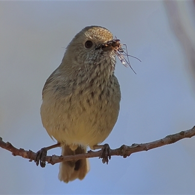 Acanthiza pusilla (Brown Thornbill) at Yarralumla, ACT - 4 Oct 2025 by MichaelWenke
