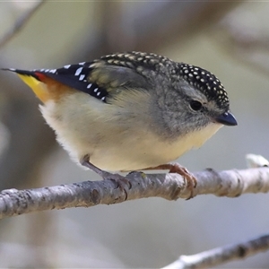 Pardalotus punctatus at Yarralumla, ACT - Yesterday by MichaelWenke