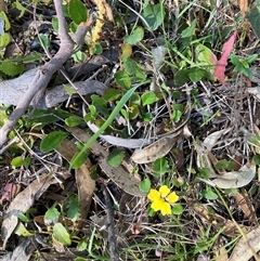 Goodenia hederacea subsp. hederacea (Ivy Goodenia, Forest Goodenia) at Canyonleigh, NSW - 3 Oct 2025 by blacksheep