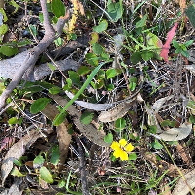 Goodenia hederacea subsp. hederacea (Ivy Goodenia, Forest Goodenia) at Canyonleigh, NSW - 3 Oct 2025 by blacksheep
