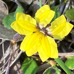 Goodenia hederacea subsp. hederacea at Canyonleigh, NSW - 3 Oct 2025 08:48 AM