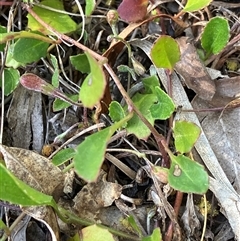 Goodenia hederacea subsp. hederacea at Canyonleigh, NSW - 3 Oct 2025 08:48 AM
