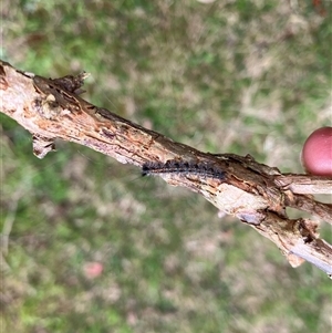 Unverified Moth (Lepidoptera) at Canyonleigh, NSW - 2 Oct 2025 by blacksheep