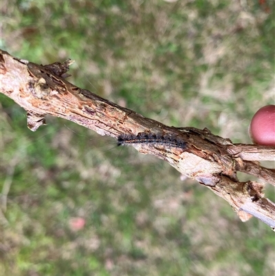 Lithosiini (IMMATURE) (A Footman or Lichen moth (Lithosiini)) at Canyonleigh, NSW - 2 Oct 2025 by blacksheep