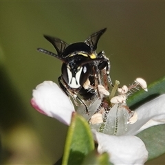 Hylaeus (Hylaeorhiza) nubilosus (A yellow-spotted masked bee) at Hall, ACT - 4 Oct 2025 by Anna123