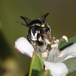Exoneura sp. (genus) at Hall, ACT - Yesterday by Anna123
