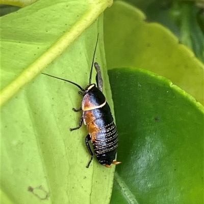 Ellipsidion australe (Austral Ellipsidion cockroach) at Canyonleigh, NSW - 2 Oct 2025 by blacksheep