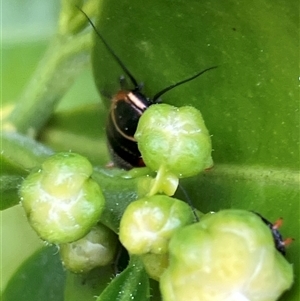 Ellipsidion australe at Canyonleigh, NSW - 2 Oct 2025 12:42 PM