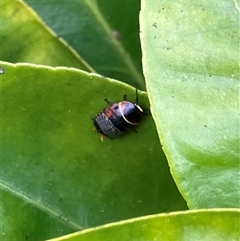 Ellipsidion australe at Canyonleigh, NSW - 2 Oct 2025 12:42 PM