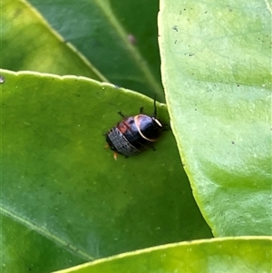 Ellipsidion australe at Canyonleigh, NSW - 2 Oct 2025 12:42 PM