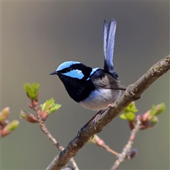 Malurus cyaneus (Superb Fairywren) at Yarralumla, ACT - 4 Oct 2025 by MichaelWenke