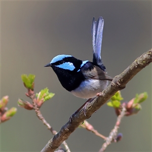 Malurus cyaneus at Yarralumla, ACT - Yesterday by MichaelWenke