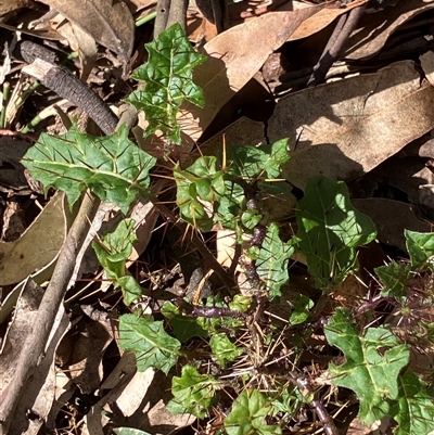 Solanum (genus) (Nightshades, soda apples, devils apples) at Canyonleigh, NSW - 2 Oct 2025 by blacksheep