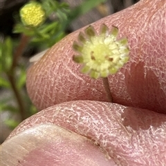 Cotula australis (Common Cotula, Carrot Weed) at Canyonleigh, NSW - 2 Oct 2025 by blacksheep
