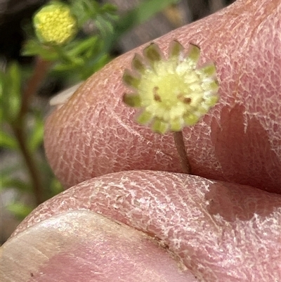 Cotula australis (Common Cotula, Carrot Weed) at Canyonleigh, NSW - 2 Oct 2025 by blacksheep