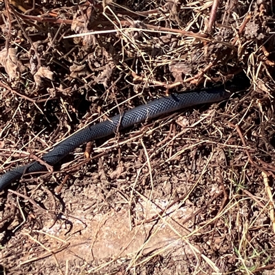 Drysdalia coronoides at Canyonleigh, NSW - 1 Oct 2025 by blacksheep