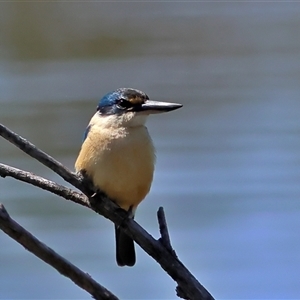Todiramphus sanctus at Yarralumla, ACT - Yesterday by MichaelWenke