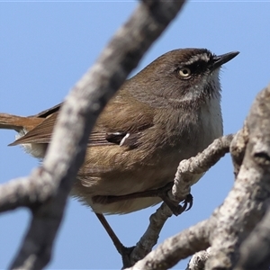 Sericornis frontalis at Yarralumla, ACT - Yesterday by MichaelWenke