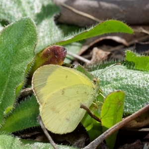 Pieris rapae at Murrumbateman, NSW - Today by amiessmacro