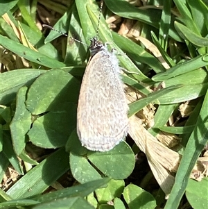 Unverified Butterfly (Lepidoptera, Rhopalocera) at Canyonleigh, NSW - 1 Oct 2025 by blacksheep