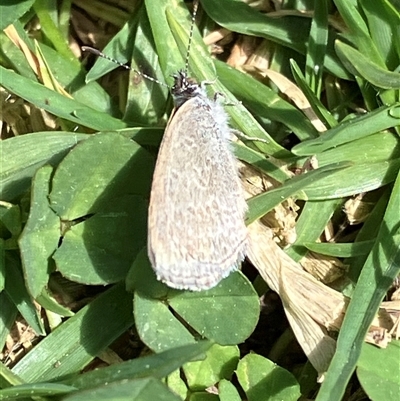 Zizina otis (Common Grass-Blue) at Canyonleigh, NSW - 1 Oct 2025 by blacksheep