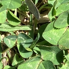 Zizina otis at Canyonleigh, NSW - 1 Oct 2025 12:47 PM