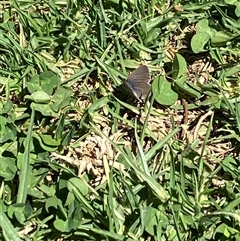 Zizina otis at Canyonleigh, NSW - 1 Oct 2025 12:47 PM