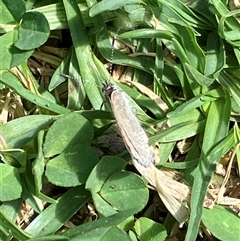 Zizina otis at Canyonleigh, NSW - 1 Oct 2025 12:47 PM