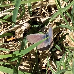 Zizina otis at Canyonleigh, NSW - 1 Oct 2025 12:47 PM