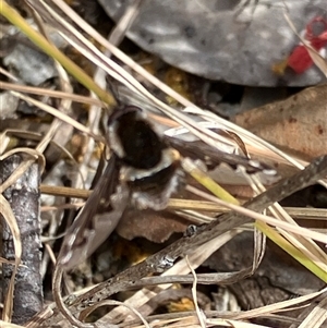 Unverified True fly (Diptera) at Canyonleigh, NSW - 1 Oct 2025 by blacksheep