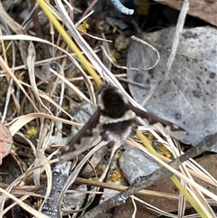 Staurostichus sp. (genus) at Canyonleigh, NSW - 1 Oct 2025 10:51 AM