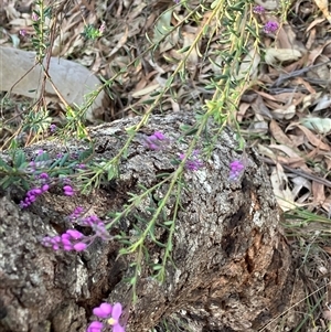 Comesperma sphaerocarpum at Canyonleigh, NSW - 30 Sep 2025 by blacksheep