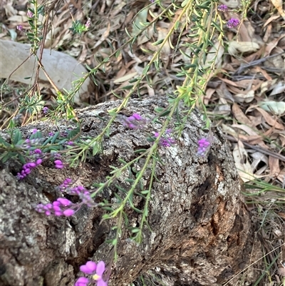 Comesperma ericinum (Heath Milkwort) at Canyonleigh, NSW - 30 Sep 2025 by blacksheep