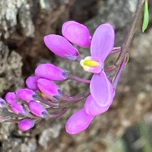 Comesperma ericinum at Canyonleigh, NSW - 30 Sep 2025 04:49 PM