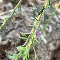 Comesperma ericinum at Canyonleigh, NSW - 30 Sep 2025 04:49 PM