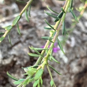 Comesperma ericinum at Canyonleigh, NSW - 30 Sep 2025 04:49 PM